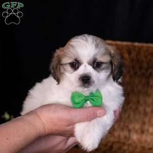 Seth, Teddy Bear Puppy